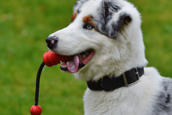 eco-friendly dog toys