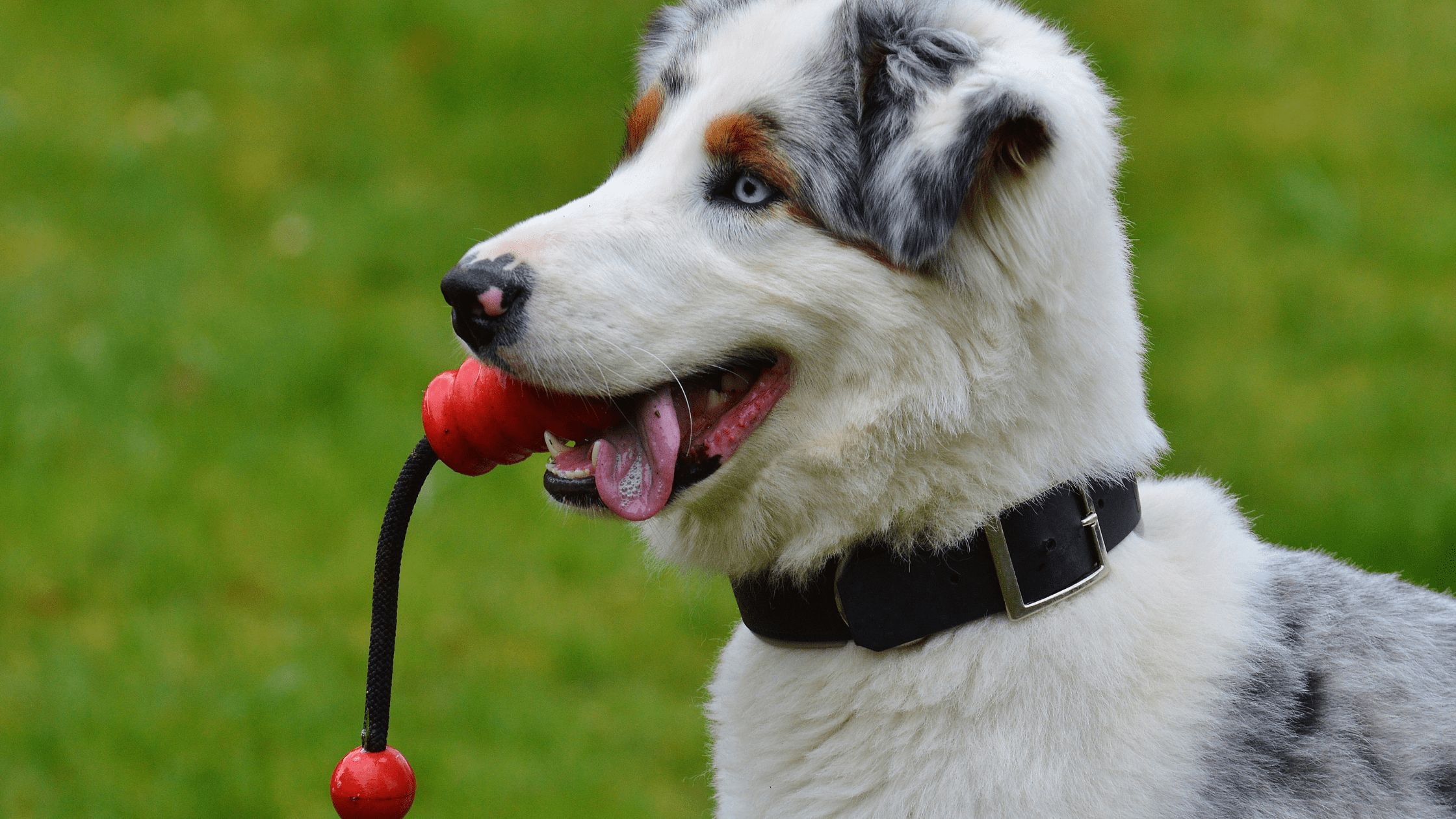 The Top Eco-Friendly Dog Toys and Food