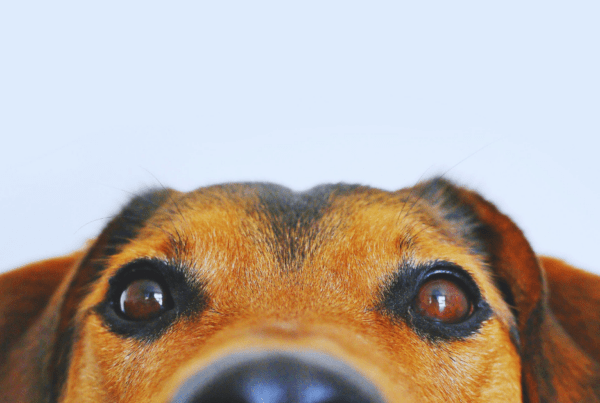 Sustainable Pet Care
