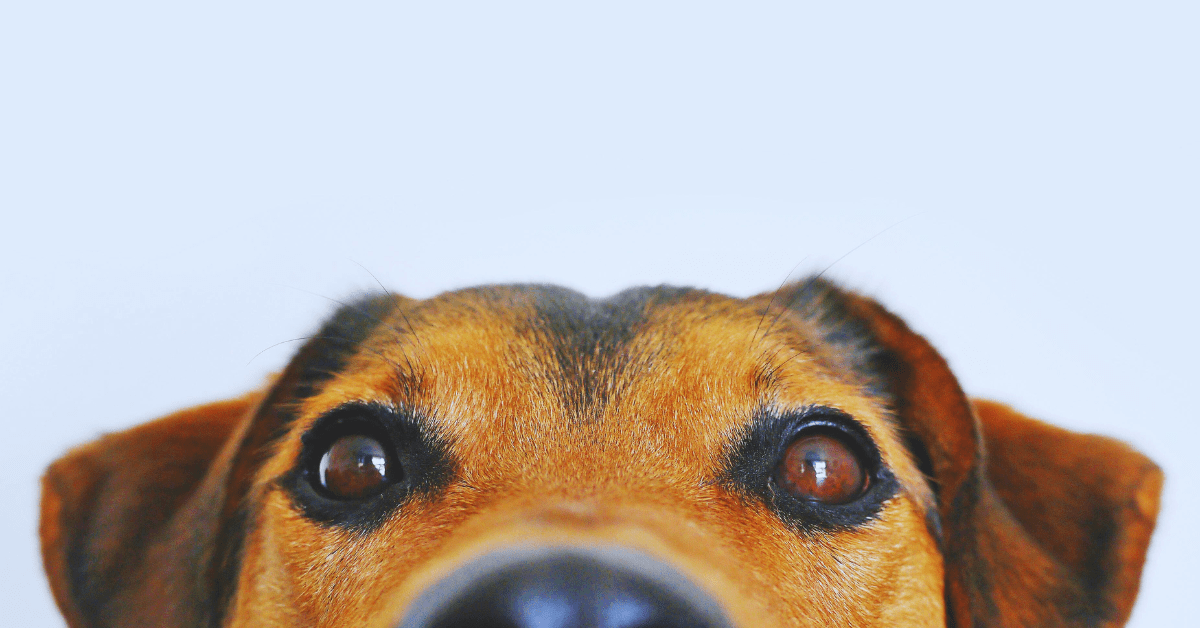 Sustainable Pet Parenting: How to Care for Your Pet Without Harming the Planet